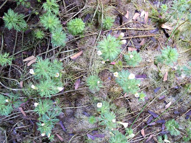 Limnophila indica