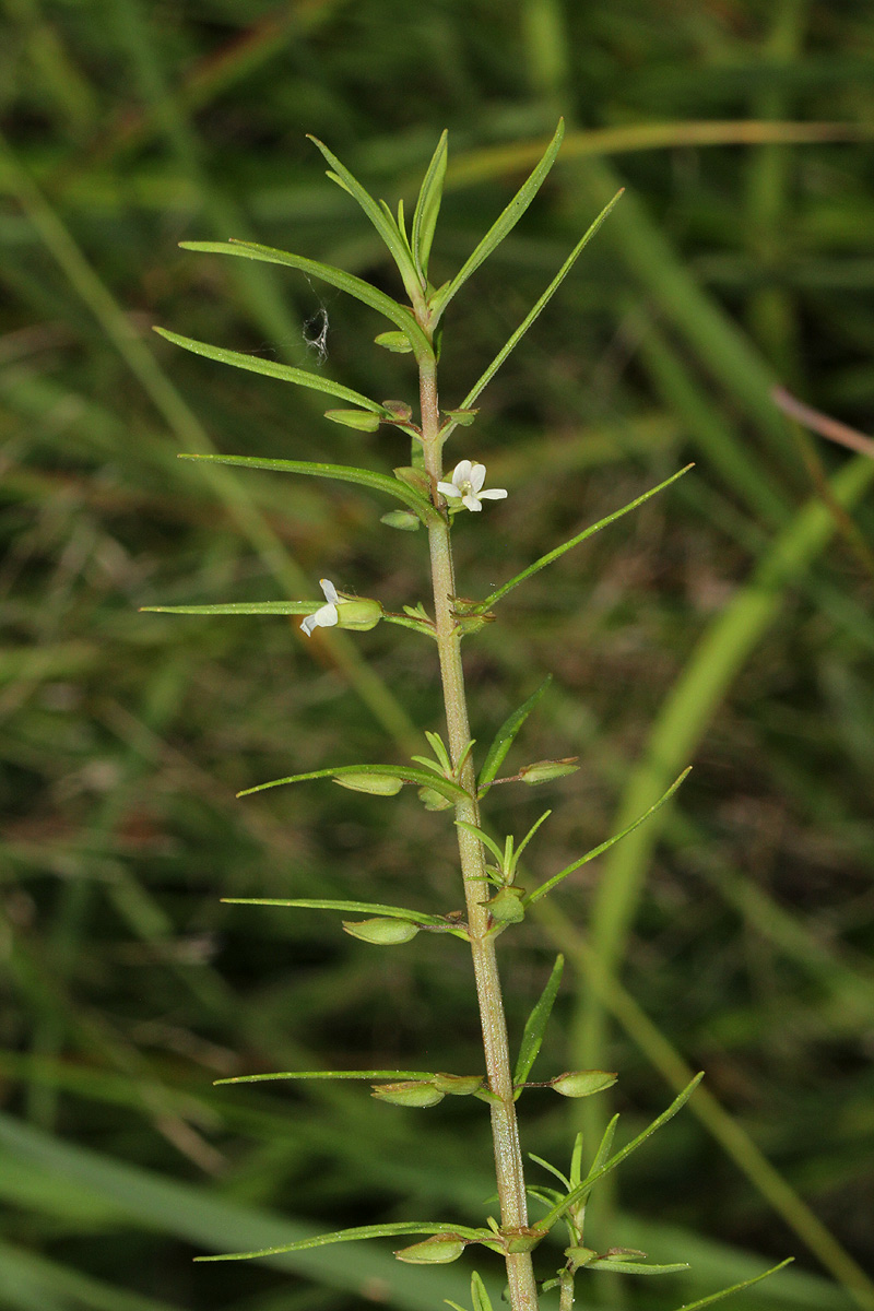 Bacopa floribunda Bacopa floribunda