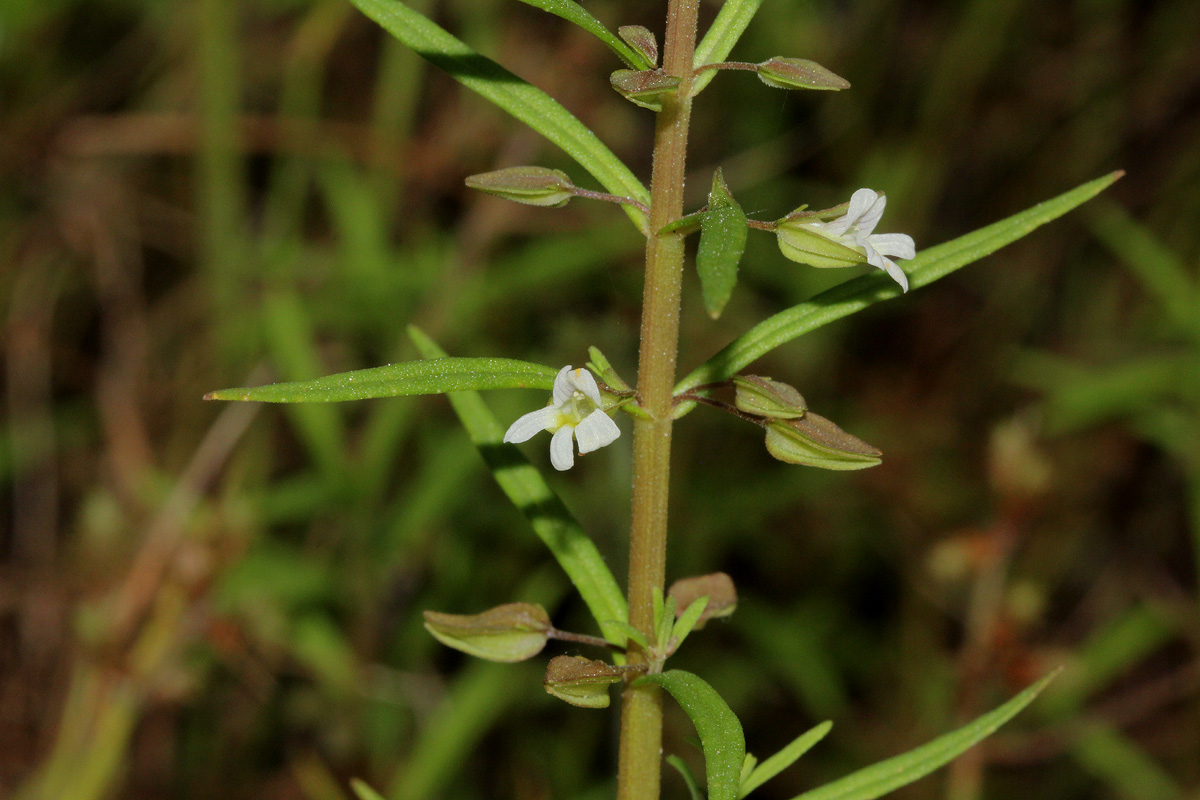 Bacopa floribunda Bacopa floribunda
