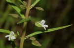 Bacopa floribunda