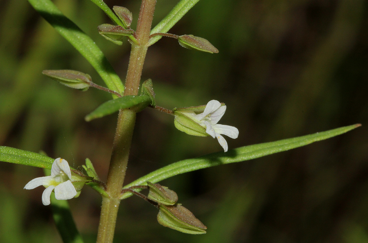Bacopa floribunda Bacopa floribunda