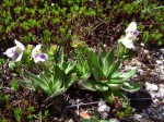Craterostigma lanceolatum