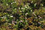 Craterostigma lanceolatum