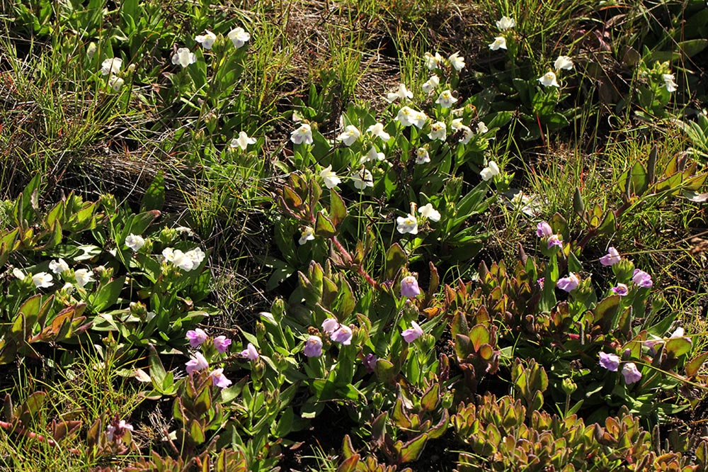 Craterostigma lanceolatum Craterostigma lanceolatum