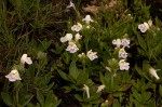 Craterostigma lanceolatum