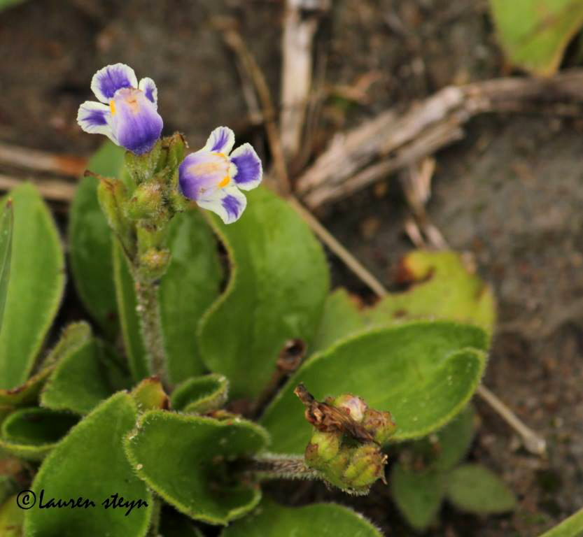 Craterostigma plantagineum Craterostigma plantagineum