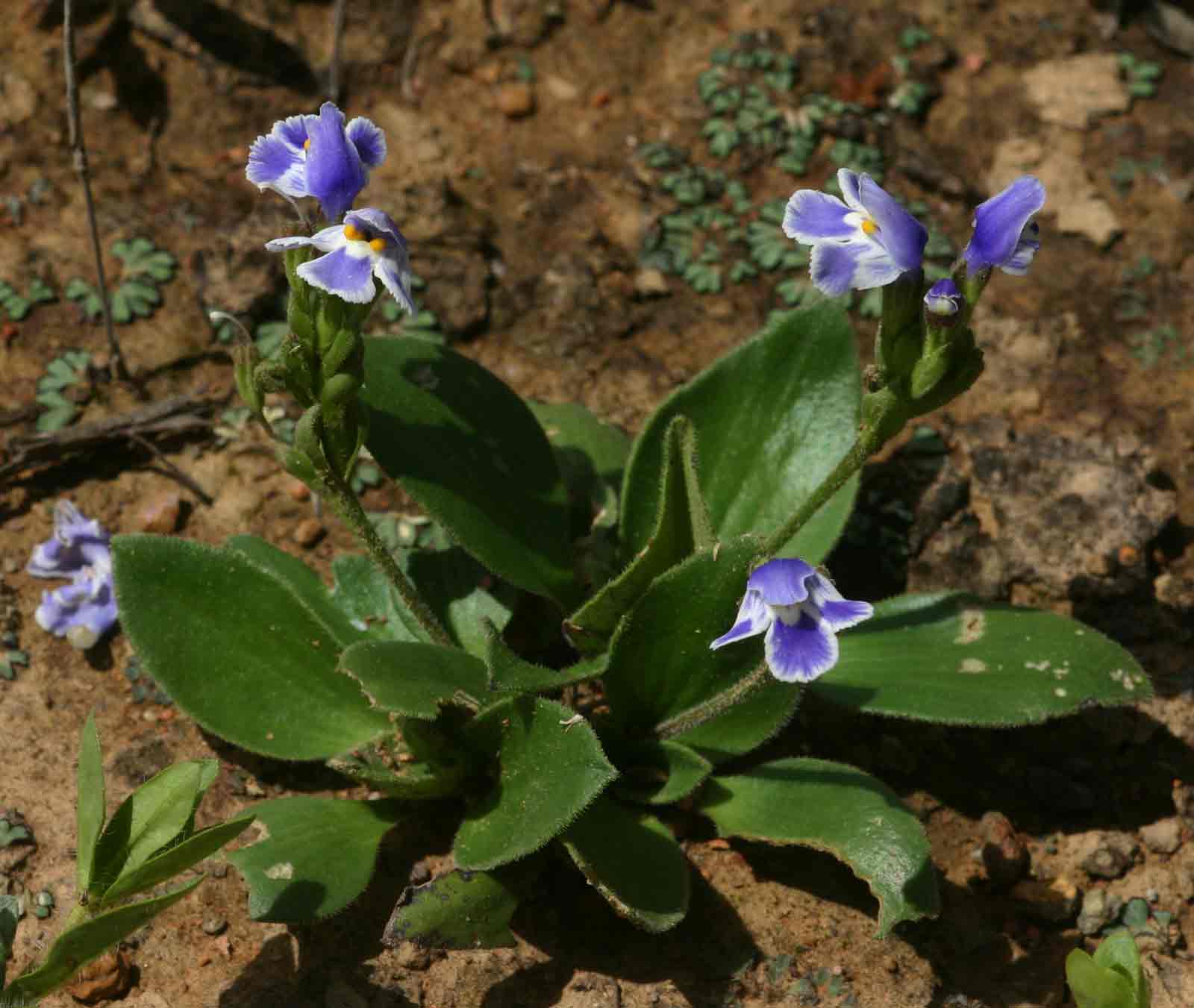 Craterostigma plantagineum Craterostigma plantagineum