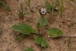Craterostigma plantagineum