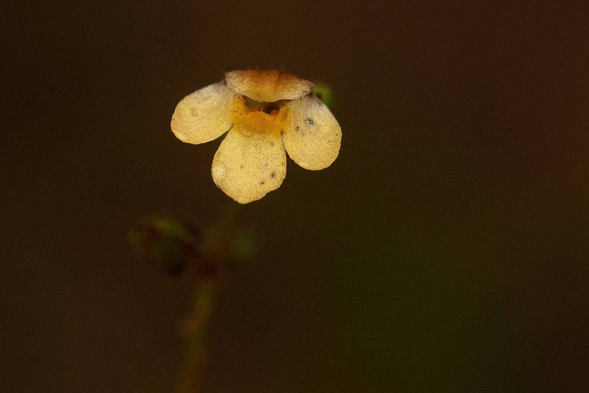 Crepidorhopalon rupestris