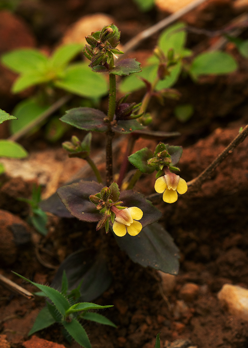 Crepidorhopalon rupestris