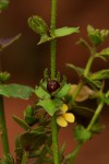Crepidorhopalon rupestris