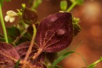 Crepidorhopalon rupestris