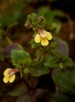 Crepidorhopalon rupestris