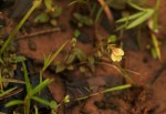 Crepidorhopalon rupestris