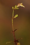 Crepidorhopalon rupestris