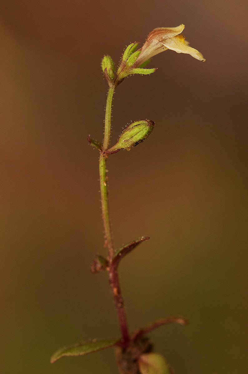 Crepidorhopalon rupestris Crepidorhopalon rupestris