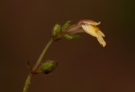 Crepidorhopalon rupestris