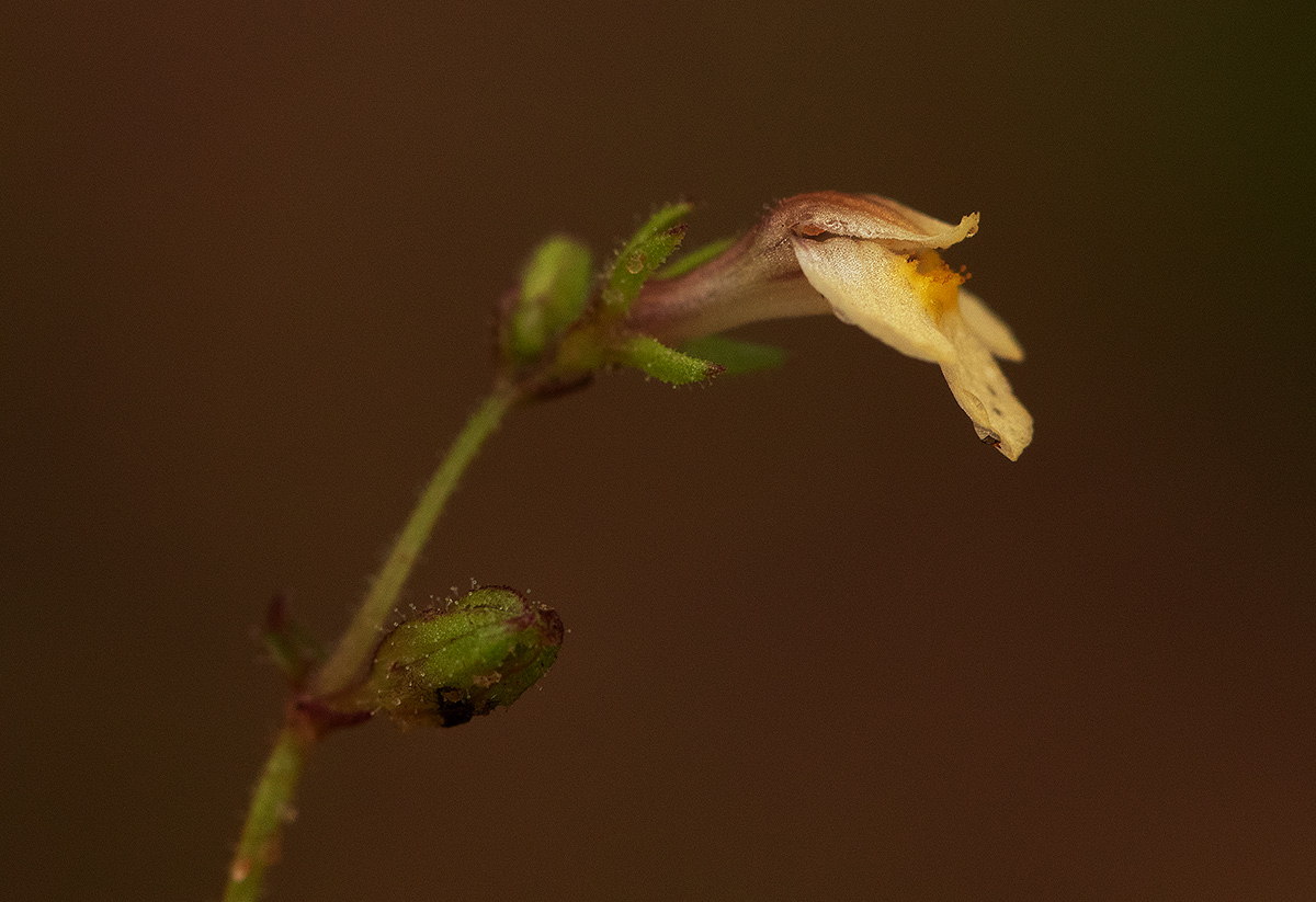 Crepidorhopalon rupestris Crepidorhopalon rupestris