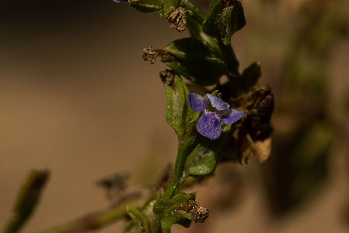Crepidorhopalon spicatus