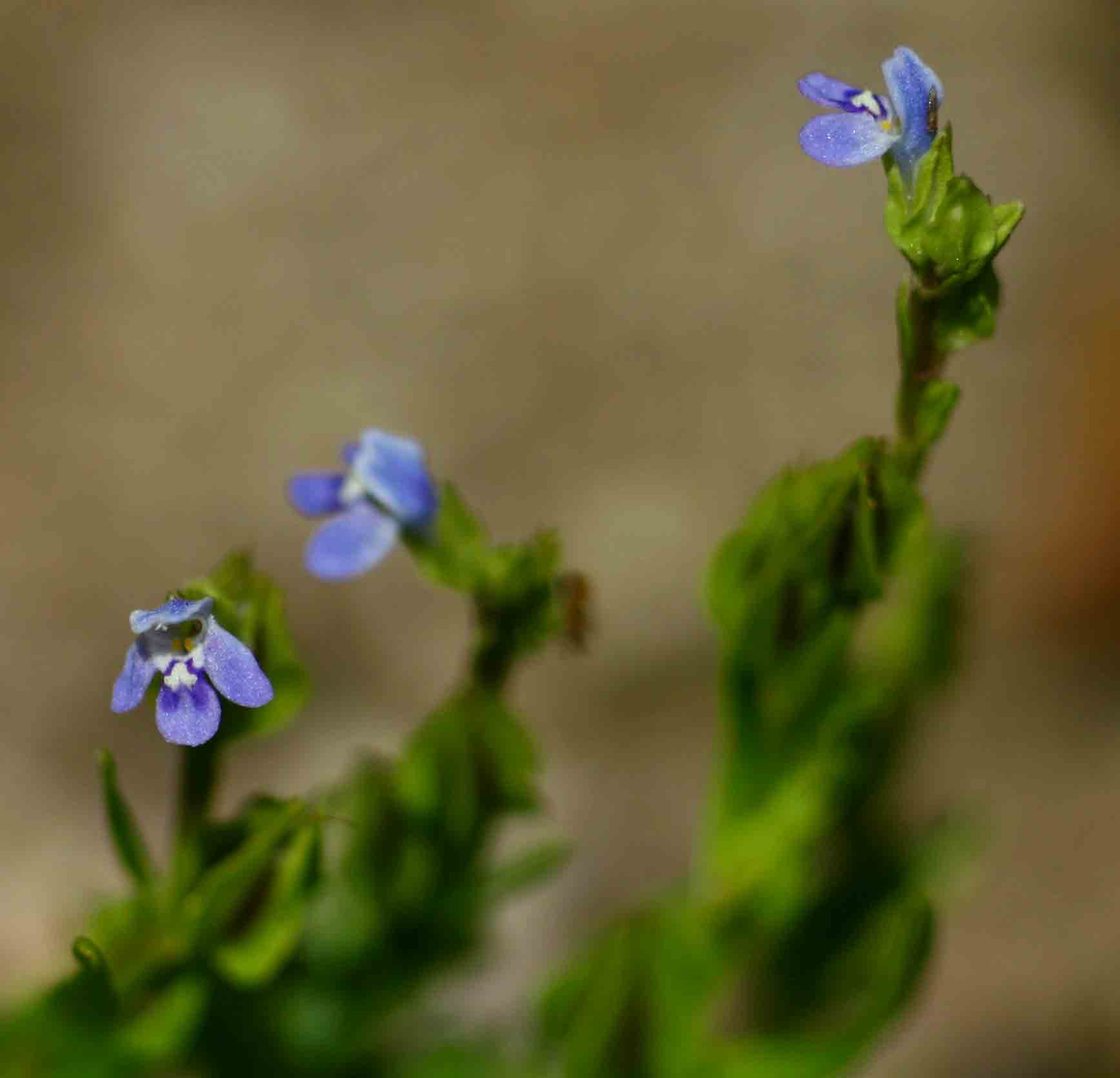 Crepidorhopalon spicatus