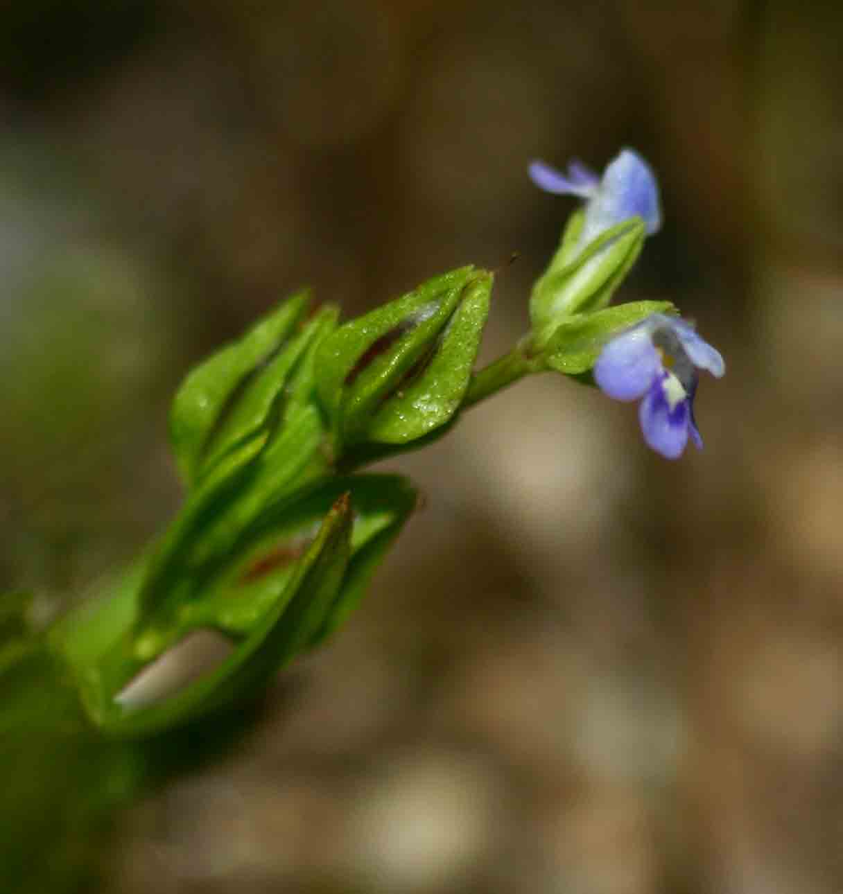 Crepidorhopalon spicatus Crepidorhopalon spicatus