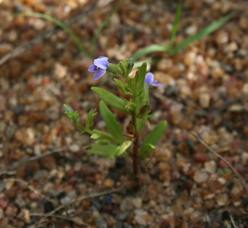 Crepidorhopalon spicatus Crepidorhopalon spicatus