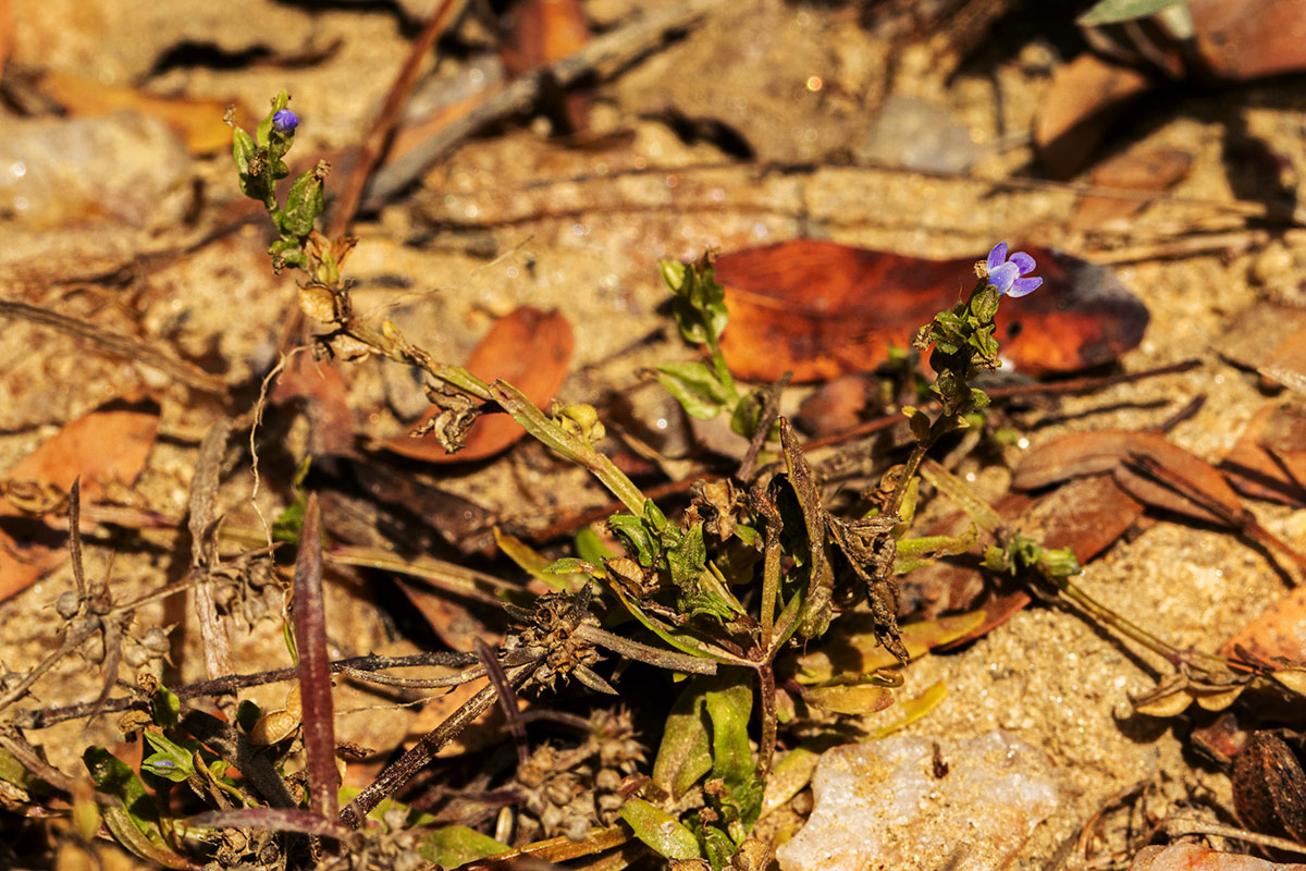 Crepidorhopalon spicatus Crepidorhopalon spicatus
