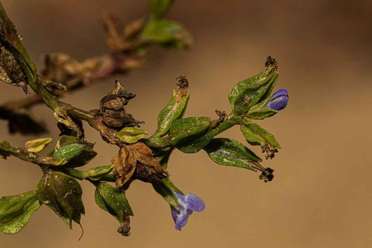 Crepidorhopalon spicatus Crepidorhopalon spicatus