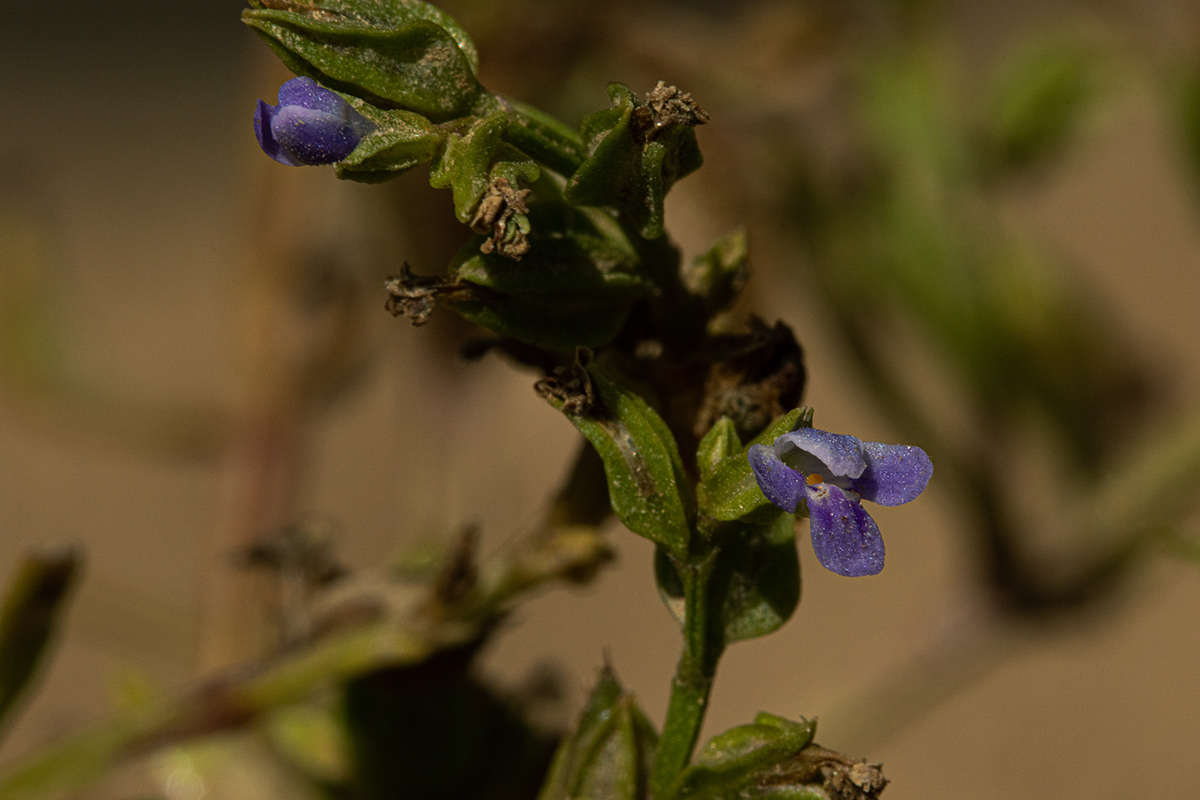 Crepidorhopalon spicatus Crepidorhopalon spicatus
