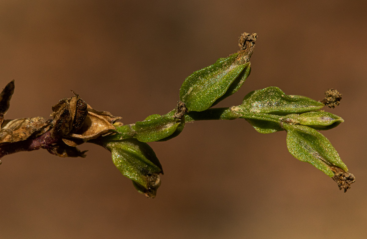 Crepidorhopalon spicatus Crepidorhopalon spicatus