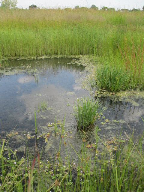 Lindernia conferta