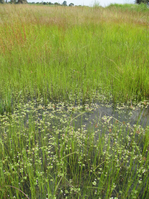 Lindernia conferta Lindernia conferta