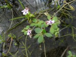Lindernia conferta