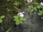 Lindernia conferta