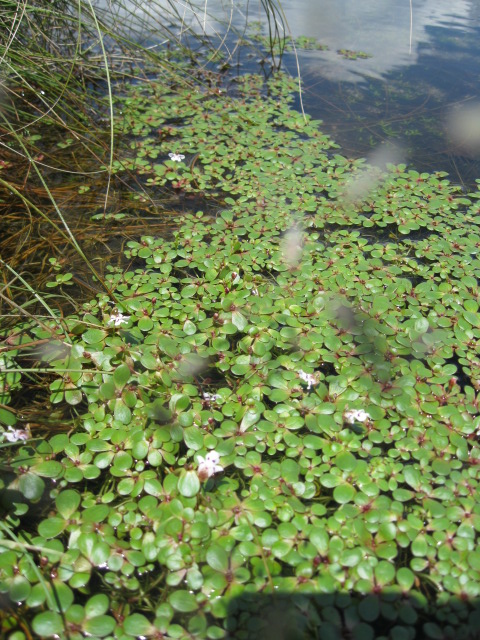 Lindernia conferta