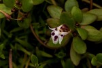 Lindernia conferta