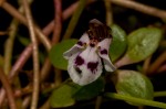 Lindernia conferta