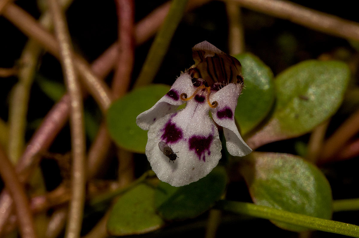 Lindernia conferta