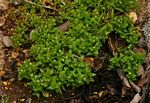 Linderniella nana
