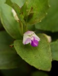 Linderniella nana