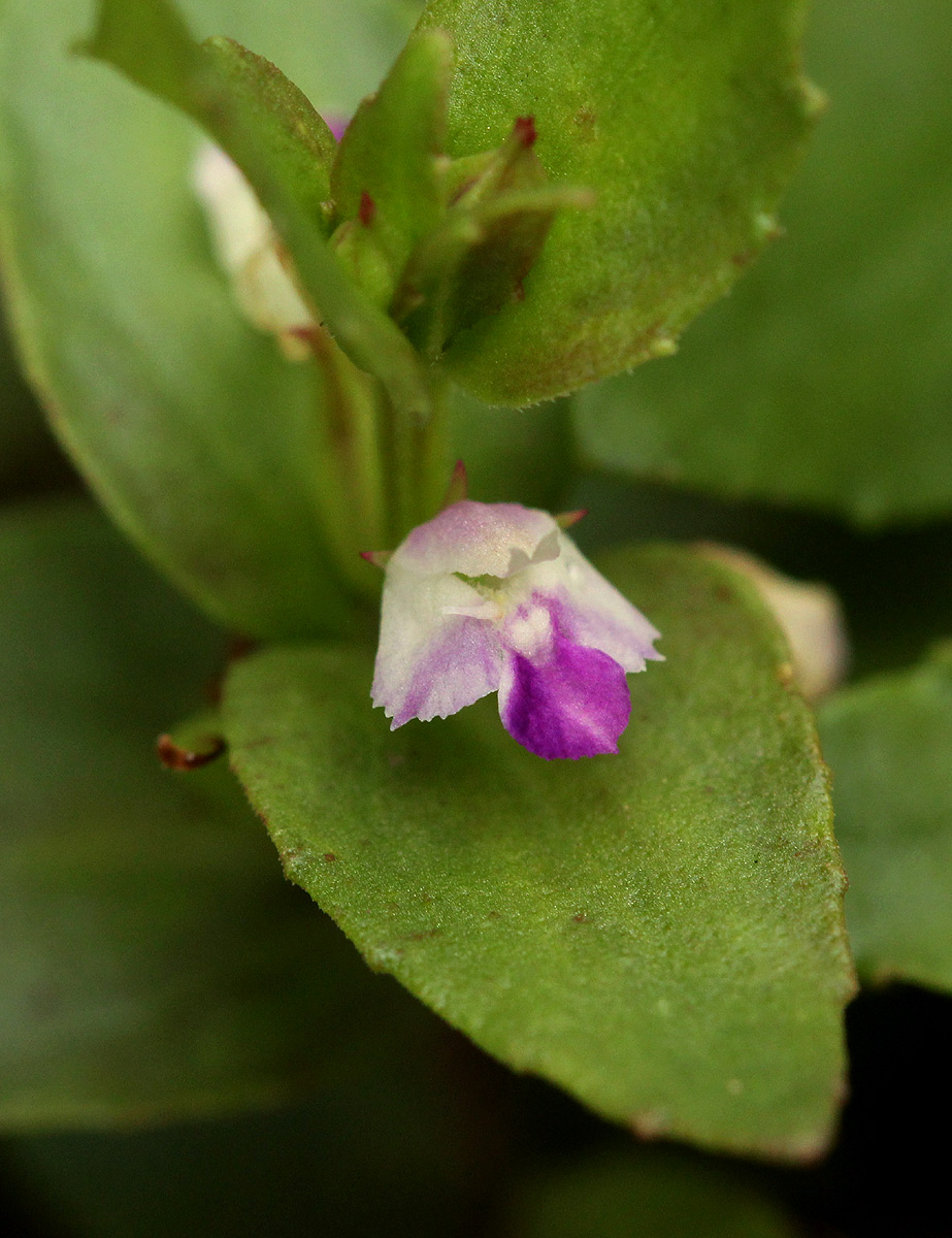 Linderniella nana Linderniella nana