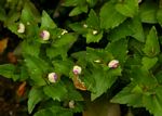 Linderniella nana