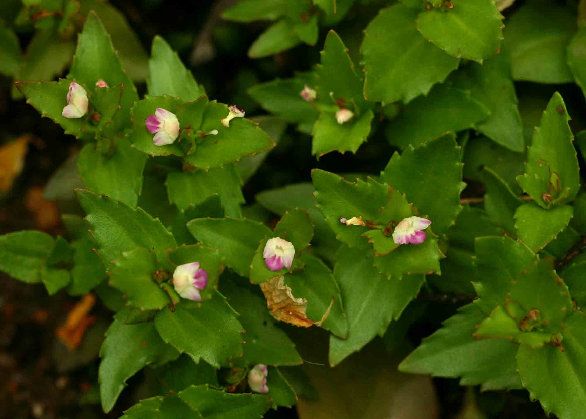 Linderniella nana Linderniella nana