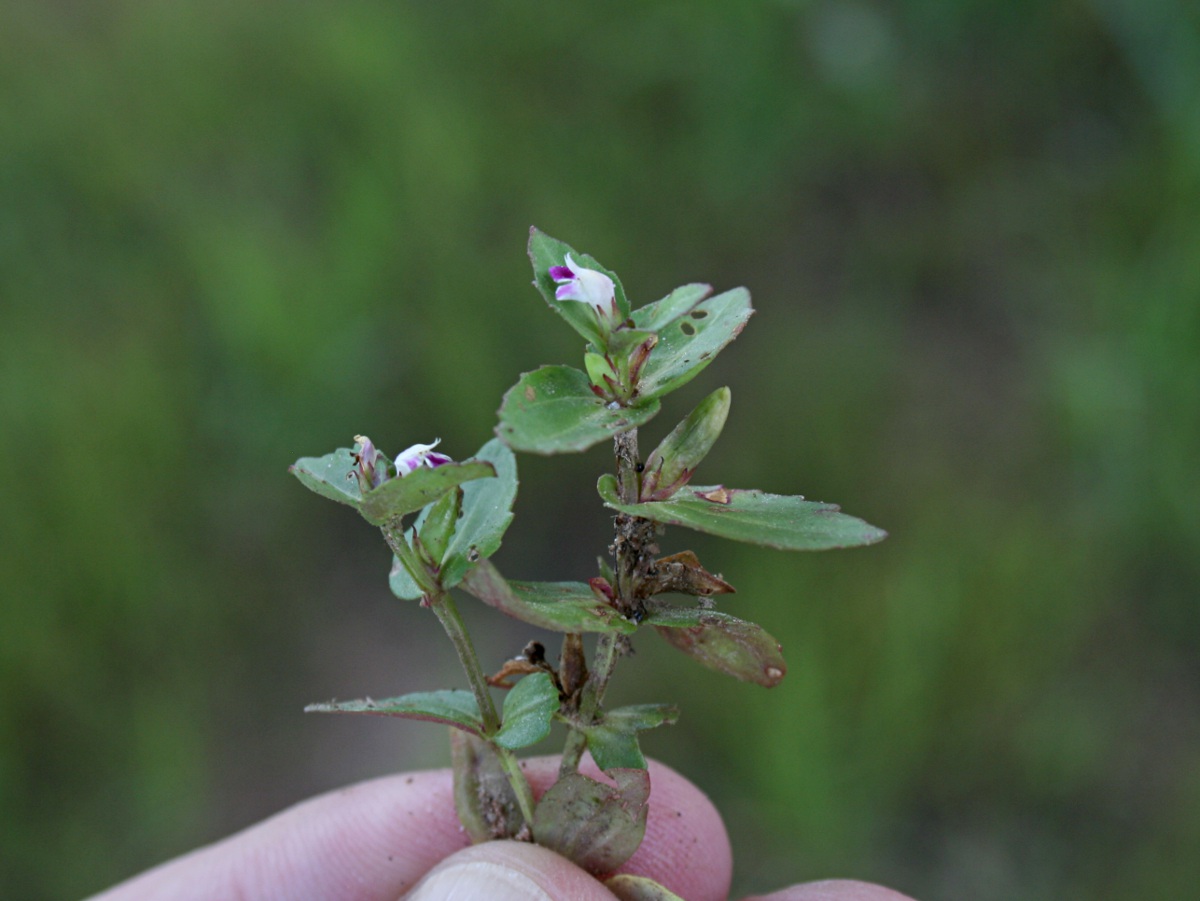 Linderniella nana