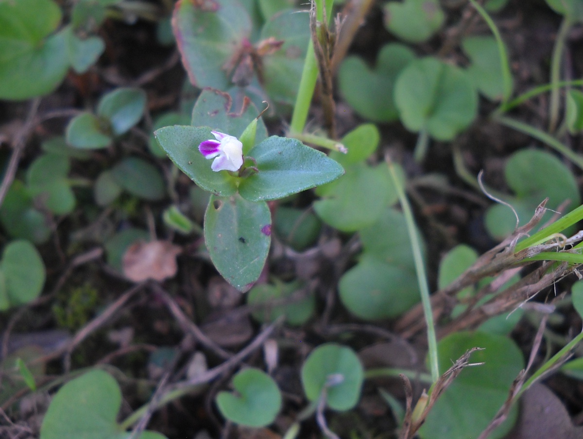 Linderniella nana