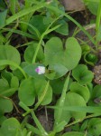 Linderniella nana