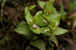 Linderniella nana