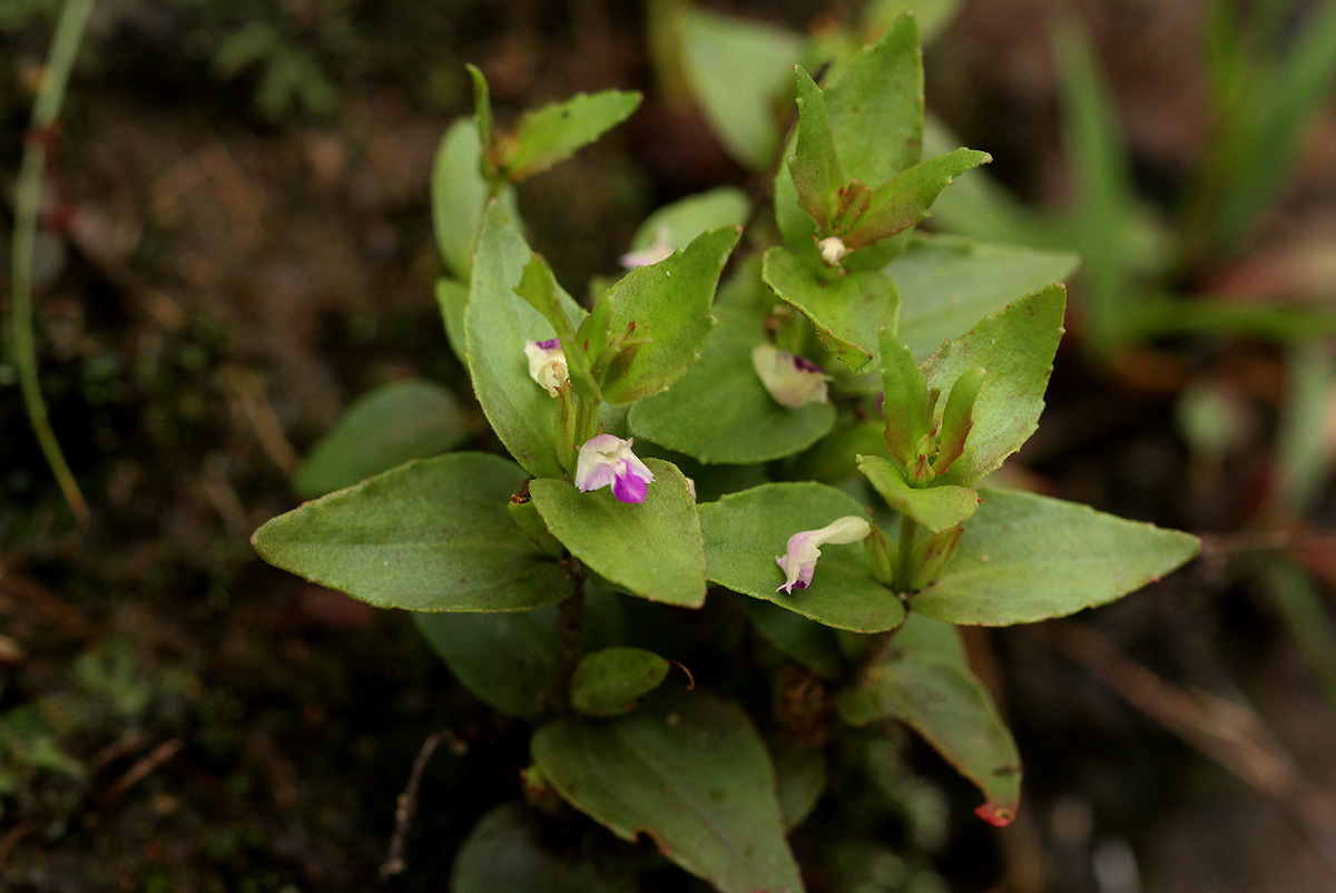 Linderniella nana