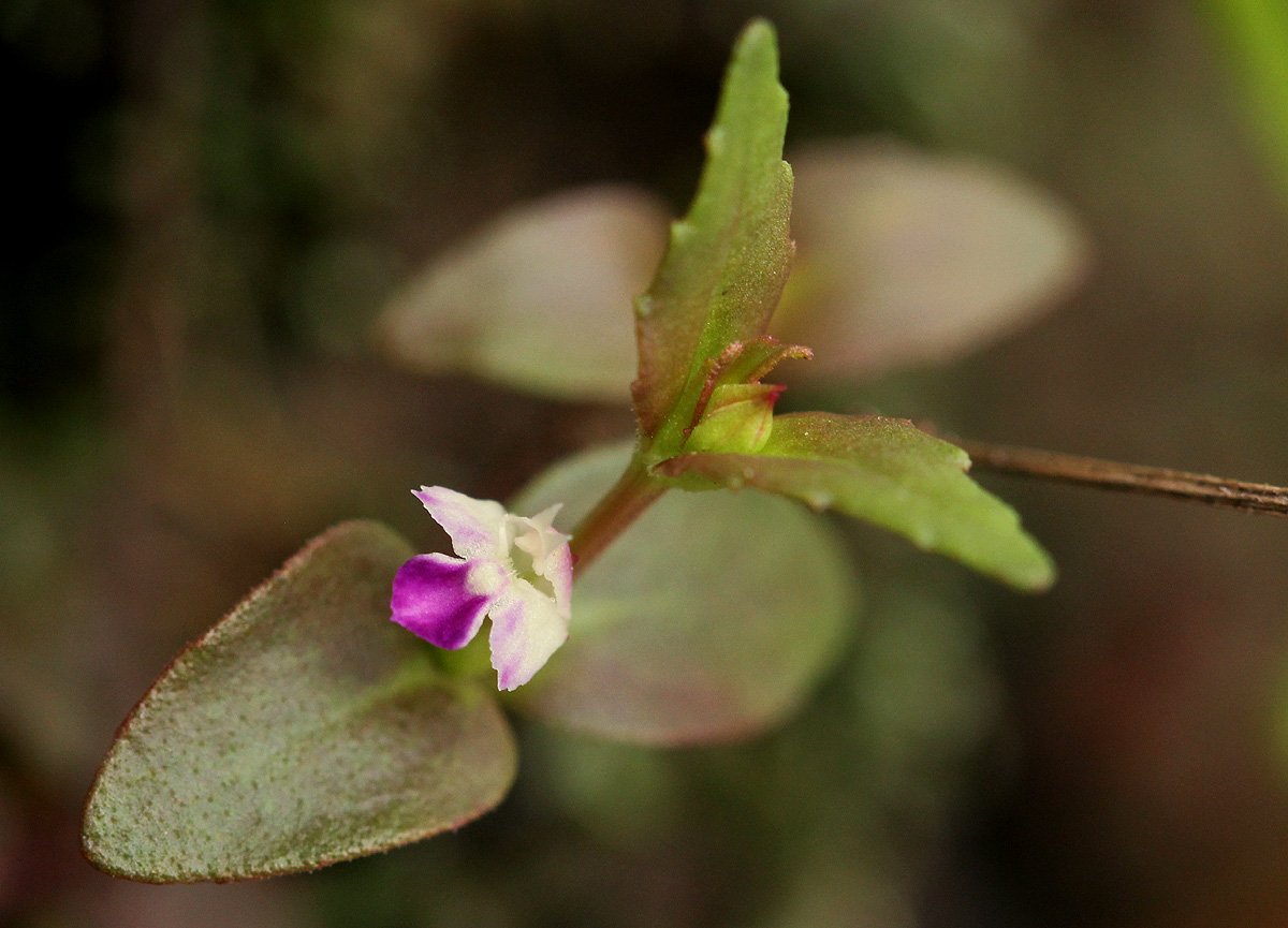 Linderniella nana