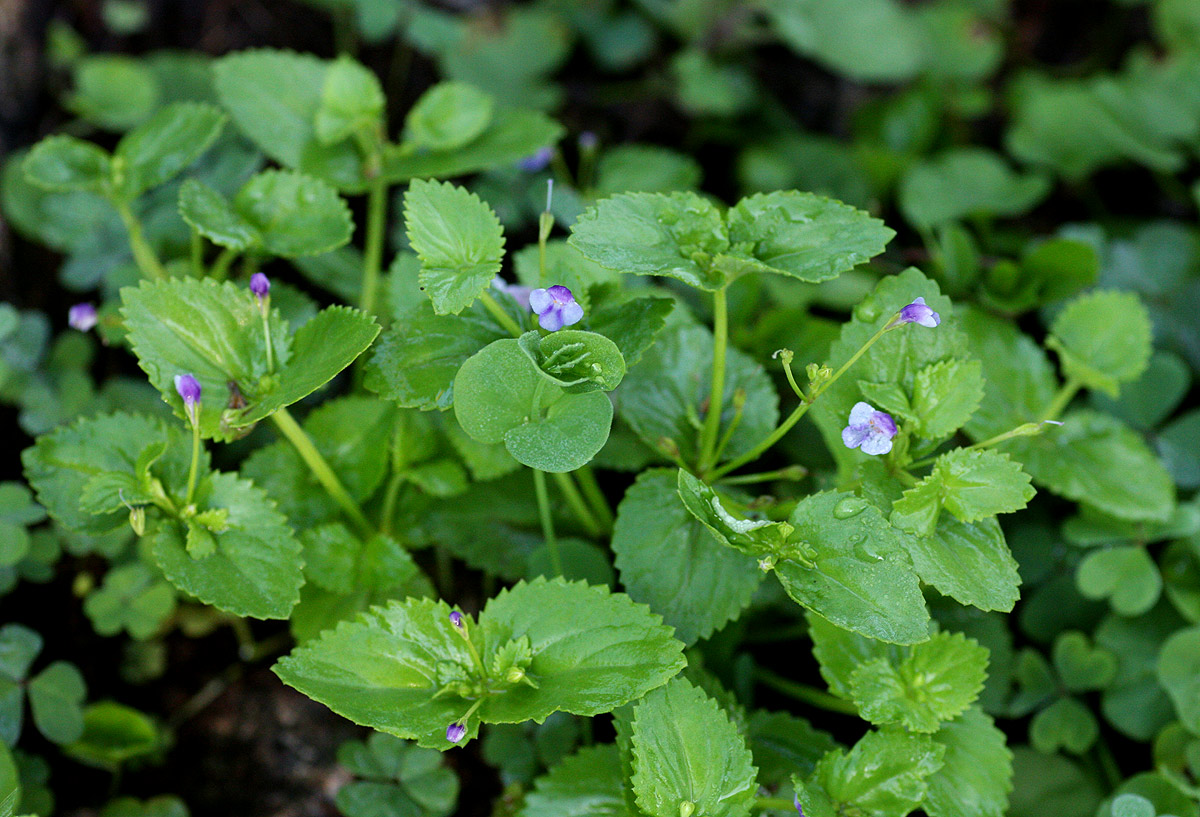 Craterostigma nummulariifolium Craterostigma nummulariifolium
